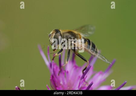 Primo piano naturale su un Dronefly, Eristalis nemorum, spinato di arancia o con faccia a strisce, seduto su un cardo viola Foto Stock