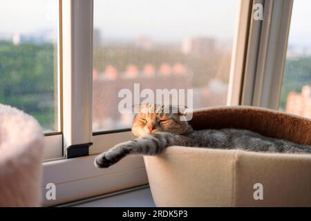 Il gatto dorme calma e si rilassa sul davanzale Foto Stock