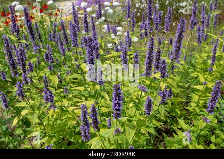 Agastache foeniculum o pianta gigante in fiore con picchi di fiori blu scuro. Foto Stock