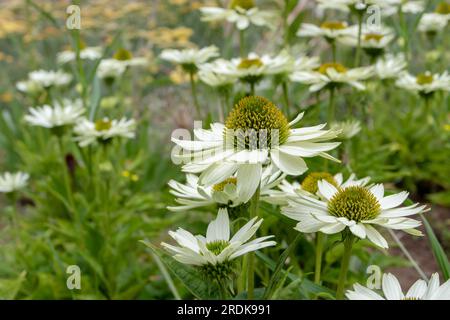 Fiori di echinacea bianchi nel giardino del cottage. Piante di Coneflowers con teste di fiori simili a margherita. Foto Stock