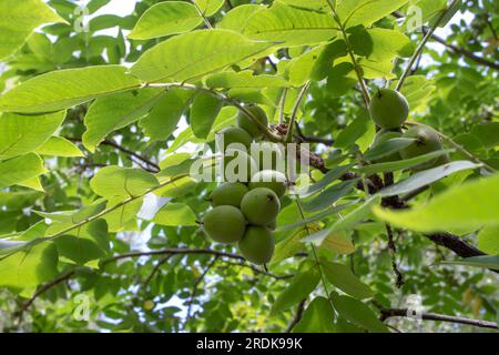 Juglans mandshurica o noci di scimmia o pianta di noce manciuana. Frutta con buccia verde nella punta. Foto Stock