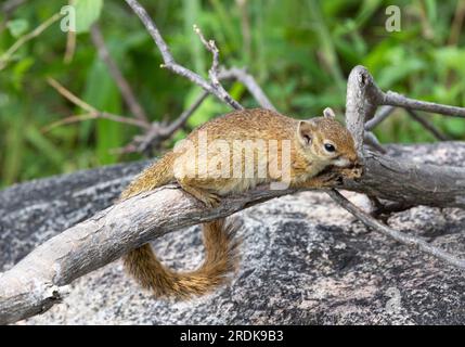 Ruaha forma un confine tra la catena costiera dello scoiattolo di Bush e lo scoiattolo di Smith's Bush. Foto Stock