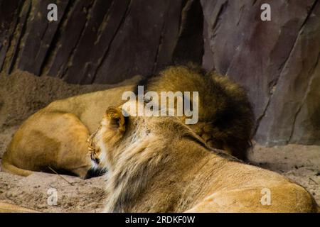 Leonessa e cuccioli di leone nel giardino zoologico. Foto Stock