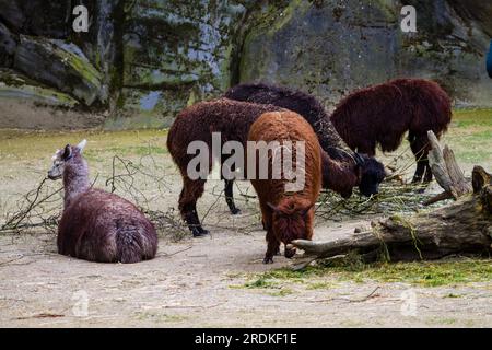 gruppo di alpaca nello zoo, foto come sfondo, immagine digitale Foto Stock