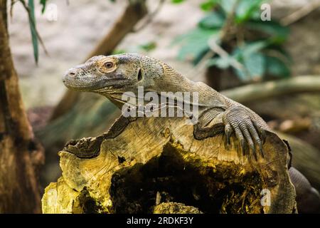 Varanus salvator, comunemente noto come il monitor dell'acqua o Varanus salvator. Foto Stock