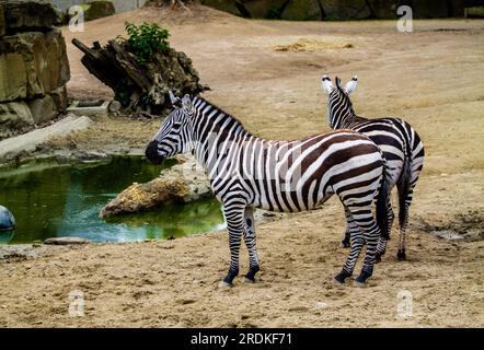 Due zebre in piedi di fronte a uno stagno in uno zoo Foto Stock