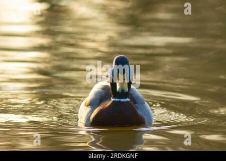 Anatra selvatica al tramonto, uccelli che nuotano nel lago (Anas platyrhynchos, l'anatra comune) Foto Stock