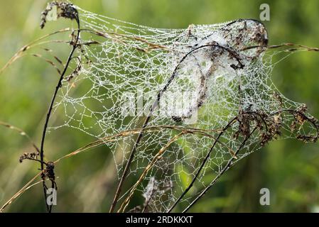 cobweb sulle piante prati primo piano messa a fuoco selettiva estate Foto Stock