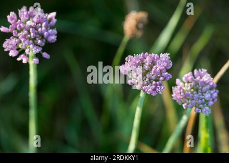 Allium angulosum, mouse aglio lilla fiori primo piano messa a fuoco selettiva Foto Stock