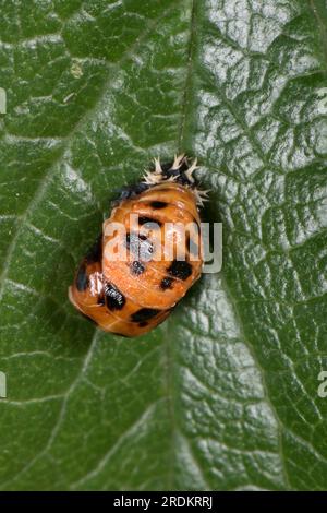 Pupa dai colori vivaci dell'arlecchino, dell'uccellino asiatico o multicolore o dello scarabeo (Harmonia axyridis) sulla superficie superiore di una foglia di rosa, giugno Foto Stock