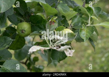 Infezione primaria della muffa di mela (Podosphaera leucotricha) su un ammasso di guanciali terminali alla fine del ramo di un frutteto, Berkshire, giugno Foto Stock