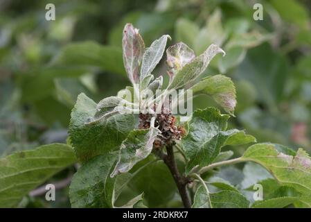 Infezione primaria della muffa di mela (Podosphaera leucotricha) su un ammasso di guanciali terminali alla fine del ramo di un frutteto, Berkshire, giugno Foto Stock