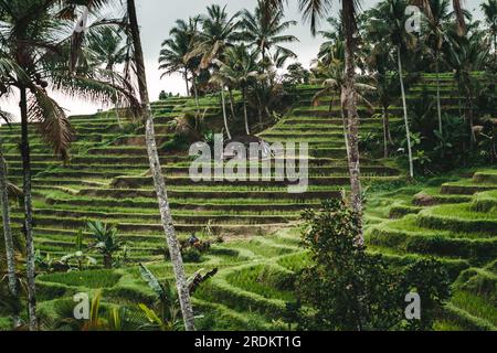 Incredibile vista panoramica sulla risaia terrazzata. Agricoltura tradizionale balinese, piantagione di riso e sistema di irrigazione Foto Stock