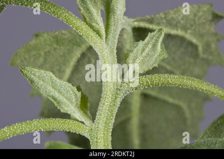 Giovani foglie di gallina grassa, piedi d'oca bianchi (album Chenopodium) un'erba annuale ricoperta di vescicole cerose bianche e idrorepellenti Foto Stock