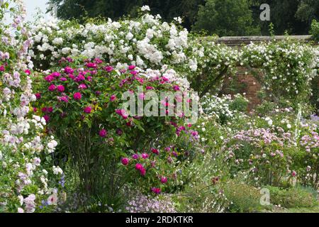 In estate, a giugno, fioritura di antiche rose nel giardino di rose murato dell'Abbazia di Mottisfont, Hampshire, Regno Unito Foto Stock