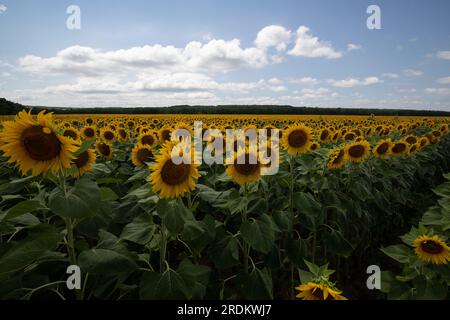 Un bellissimo campo di girasoli in Ungheria sul lago Balaton. Grande pianta in piena fioritura Foto Stock