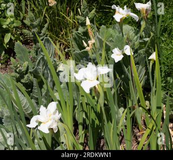 Iris Sibirica "White Swirl" Foto Stock