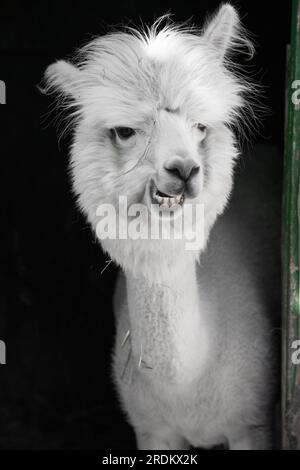 Divertente bianco sorridente alpaca sullo sfondo nero. Carino animale, Perù, campelmus sudamericano Foto Stock