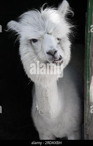 Divertente bianco sorridente alpaca sullo sfondo nero. Carino animale, Perù, campelmus sudamericano Foto Stock