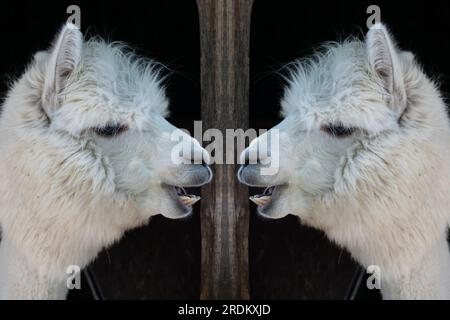 Divertente bianco sorridente alpaca sullo sfondo nero. Carino animale, Perù, campelmus sudamericano Foto Stock