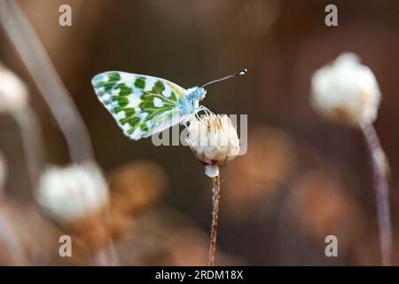 Una piccola farfalla bianco-verde da vicino su un fiore bianco. Pontia Edusa Foto Stock