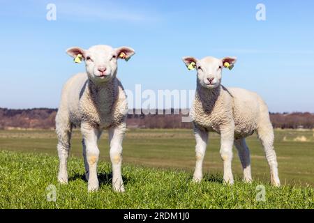 Due agnelli che si guardano l'uno accanto all'altro su una diga di terrapieno verde sull'isola di Terschelling Foto Stock