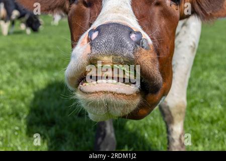 Mucca naso e bocca, mangiando lame d'erba la testa mostra denti e gengive Foto Stock