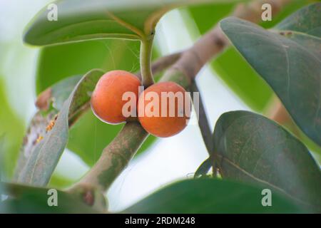 Diospyros blancoi, Diospyros Discolor, comunemente noto come mela di velluto, cachi di velluto, kamagong o mabolo Foto Stock