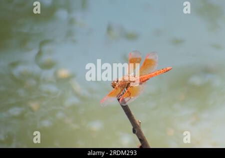 Le Grasshoppers sono un gruppo di insetti appartenenti al sottordine Caelifera. Le Grasshoppers sono tipicamente insetti che vivono in terra con potenti zampe posteriori. Foto Stock
