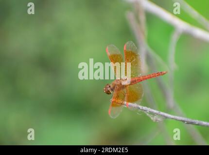 Le Grasshoppers sono un gruppo di insetti appartenenti al sottordine Caelifera. Le Grasshoppers sono tipicamente insetti che vivono in terra con potenti zampe posteriori. Foto Stock