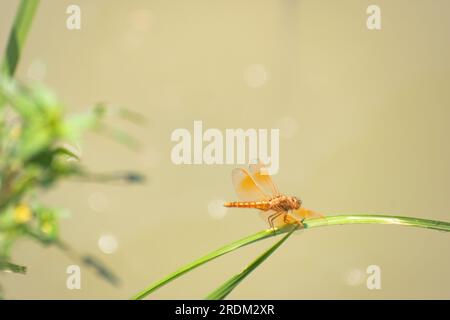 Le Grasshoppers sono un gruppo di insetti appartenenti al sottordine Caelifera. Le Grasshoppers sono tipicamente insetti che vivono in terra con potenti zampe posteriori. Foto Stock