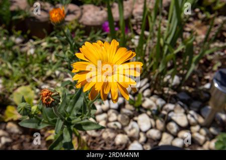 Calendula in un giardino domestico Foto Stock