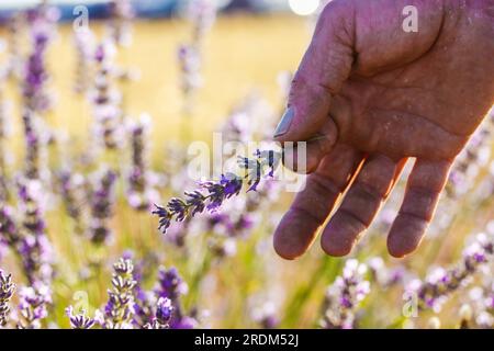 Il contadino pizzica, prendi un ramo di lavanda con piccoli fiori in un prato fiorito, prato d'estate. Uomo e natura, ecologia, giardinaggio, crescita p Foto Stock