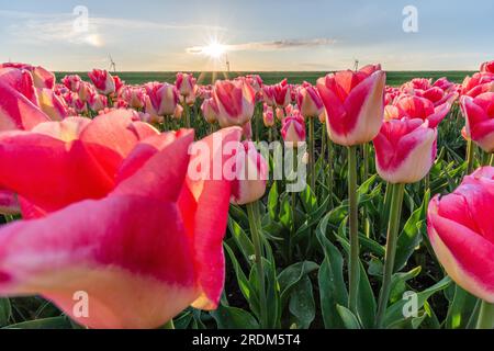 Campo con tulipani di trionfo rosa (varietà «Supermodel») a Flevoland, Paesi Bassi Foto Stock