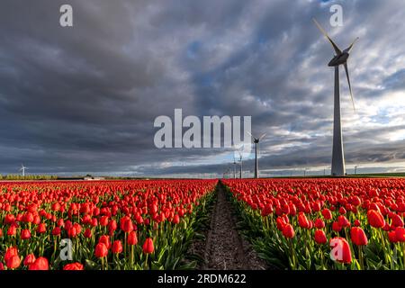 Campo con tulipani di trionfo rossi e gialli (varietà «Verandi») a Flevoland, Paesi Bassi Foto Stock