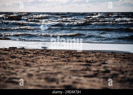 Il gabbiano dalla testa nera vola sulla superficie del mare con le onde. Guardare i gabbiani diventa uno degli elementi di una vacanza rilassante sulla spiaggia. Foto Stock