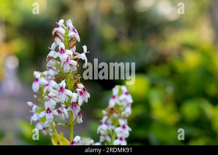 Eranthemum giallo-venato, piccoli fiori bianchi che fioriscono nel giardino Foto Stock