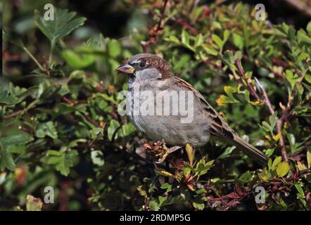 House Sparrow (Passer domesticus) maschio adulto arroccato nel bosco di biancospino, disegno di legge macchiato da more Eccles-on-Sea, Norfolk, Regno Unito. Ottobre Foto Stock