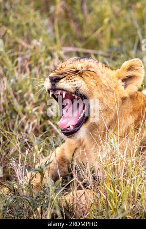 Piccoli cuccioli di leone durante un safari nella steppa dell'Africa dove si giocano e riposano. Un grosso gatto nella savana. Il mondo degli animali selvatici del Kenya. Fotografia naturalistica o Foto Stock