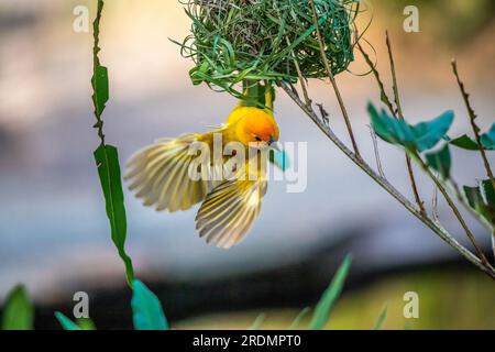 Gli uccelli tessitori (Ploceidae) provenienti dall'Africa, noti anche come pinguini di Widah che costruiscono un nido. Un capolavoro intrecciato di un uccello. Ali sparse congelate Foto Stock