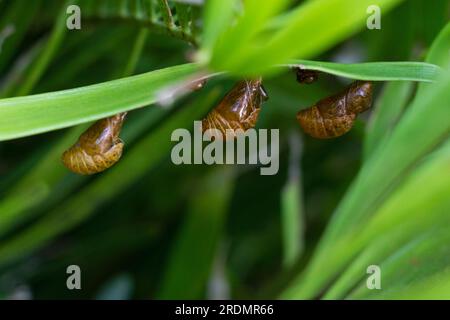 Bozzoli della farfalla di Atala appesi su una foglia della sua pianta ospite, la palma di cravatta. Foto Stock