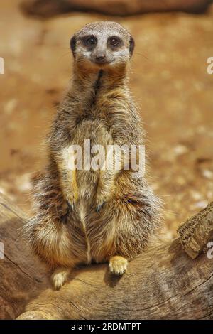 Meerkat dalla coda snella (Suricata suricata), ZSL Whipsnade Zoo, Regno Unito Foto Stock