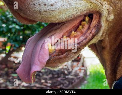 Primo piano dei denti gialli su un cane ungherese Vizsla di 14 anni con faccia bianca Foto Stock