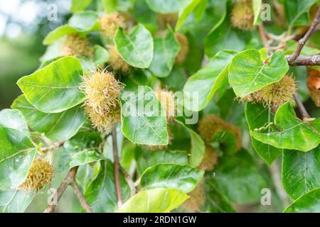 Primo piano di noci su un faggio europeo (Fagus), Wiltshire UK Foto Stock