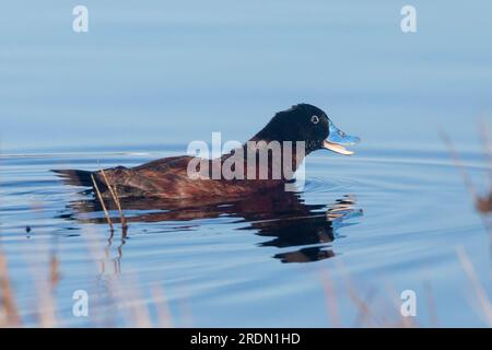 Allevamento in via di estinzione Maccoa Duck (Oxyura maccoa) maschile con coda rigida, Vermont Salt Pan, Hermanus, Western Cape, Sudafrica. La popolazione è in declino Foto Stock