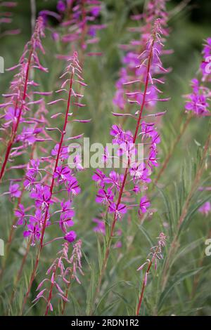 Bellissimi fiori viola rosa di piante infestanti (Chamaenerion angustifolium) noti anche come Rosebay willowhere Foto Stock