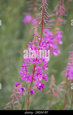 Bellissimi fiori viola rosa di piante infestanti (Chamaenerion angustifolium) noti anche come Rosebay willowhere Foto Stock