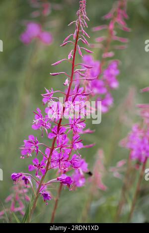 Bellissimi fiori viola rosa di piante infestanti (Chamaenerion angustifolium) noti anche come Rosebay willowhere Foto Stock