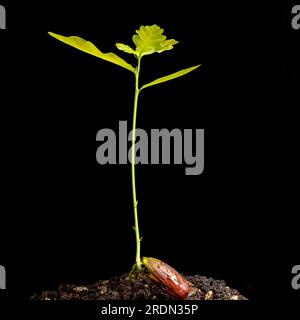 germoglio di quercia con foglie in crescita e radici su sfondo nero Foto Stock