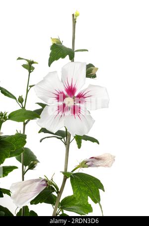Hibiscus syriacus davanti a sfondo bianco Foto Stock